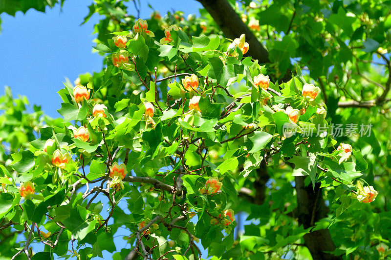 郁金香树花/鹅掌楸郁金香花